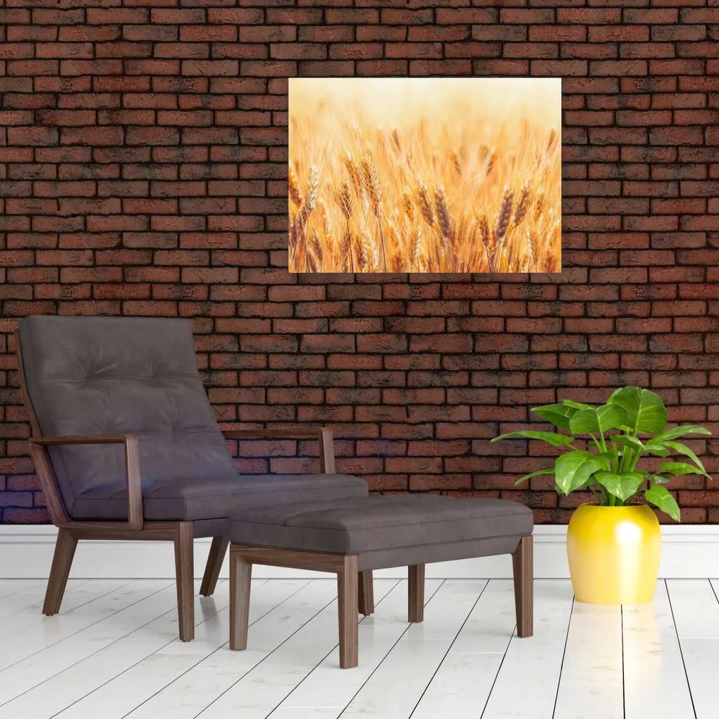 Tablou pe sticlă - câmp cu grâne (70x50 cm)