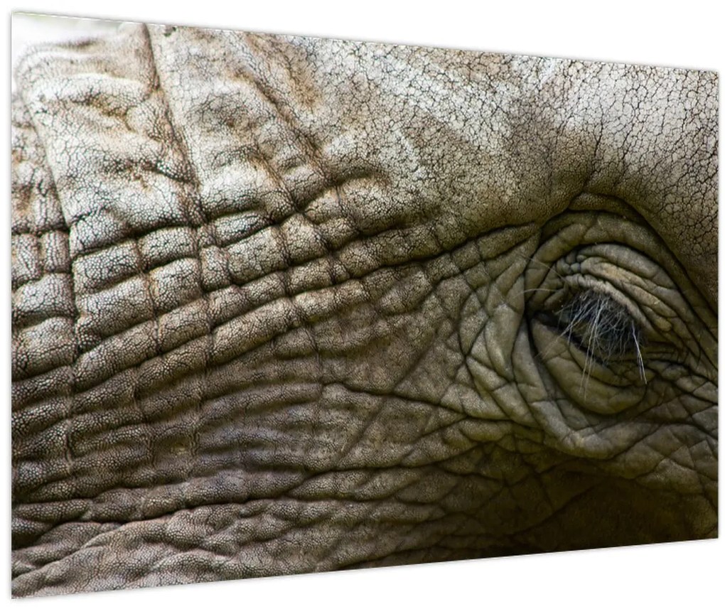 Tablou - Prim-planul ochiului de elefant vechi (90x60 cm)