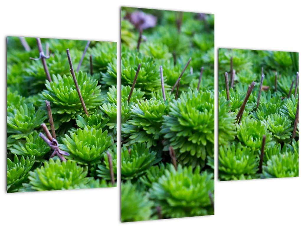 Tablou - Aloe (90x60 cm)