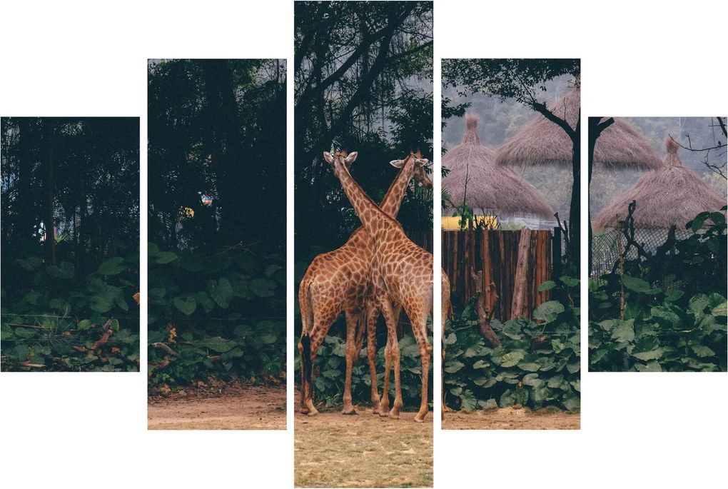 Tablou cu două girafe (150x105 cm)