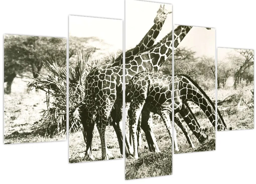 Tablou - Girafe, de epocă (150x105 cm)