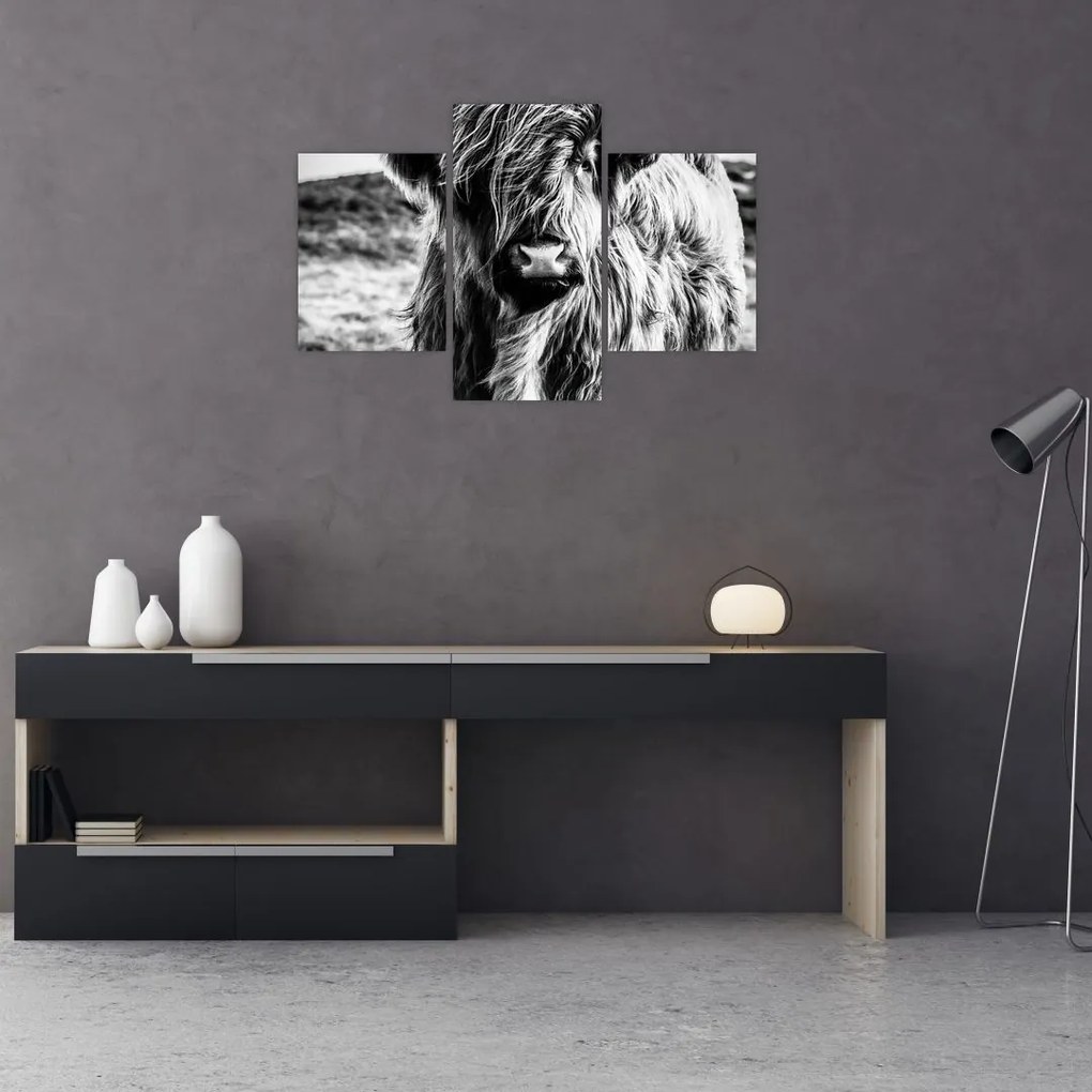 Tablou - Highland - vacă scoțiană (90x60 cm)