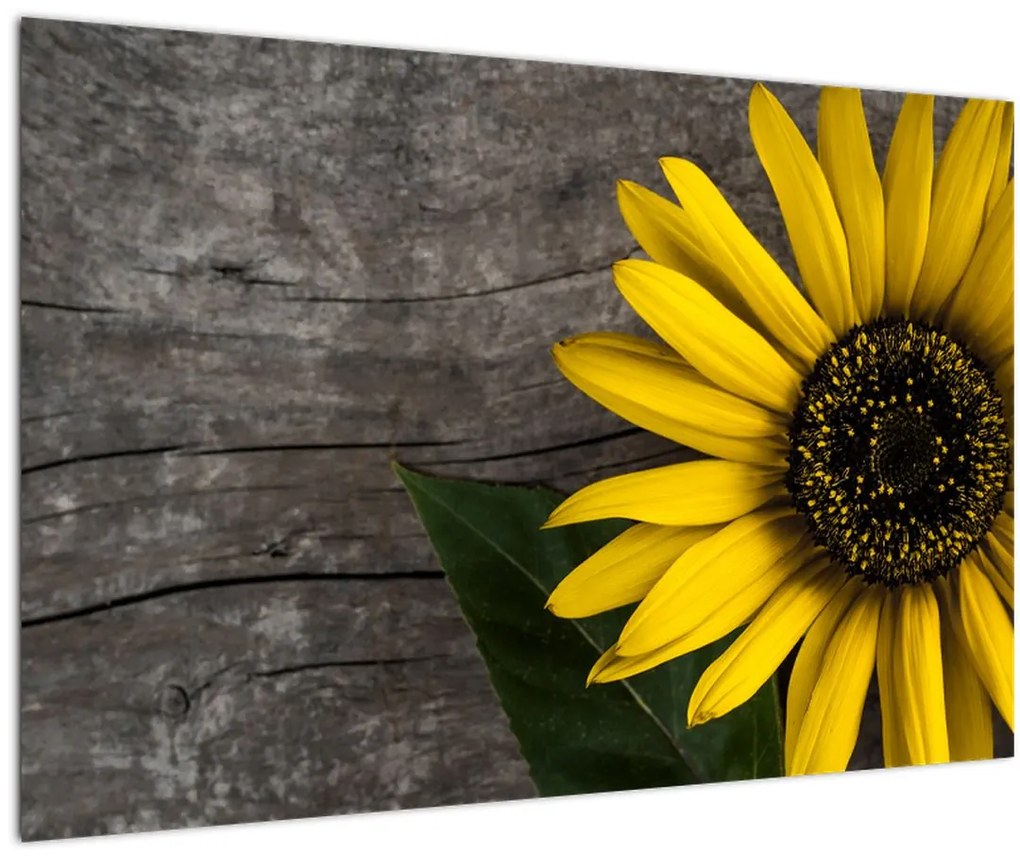 Tablou - Floare de floarea soarelui (90x60 cm)