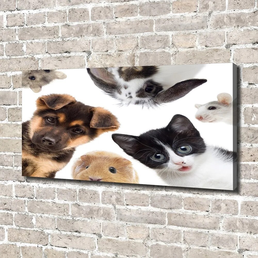 Tablou canvas Animale de companie