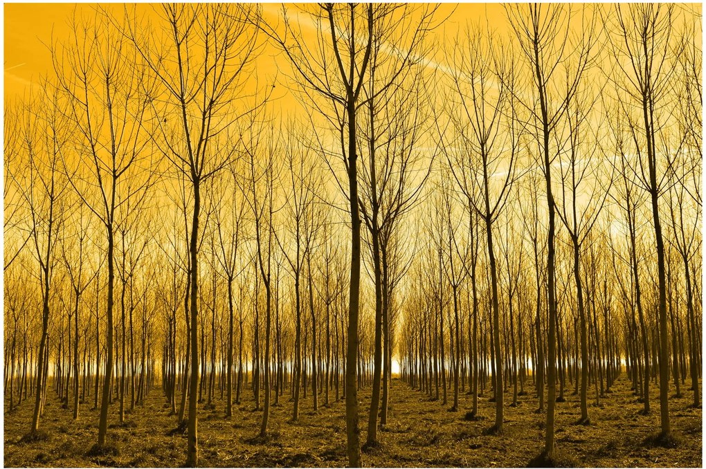 Tablou cu pădure în apus de soare (90x60 cm)