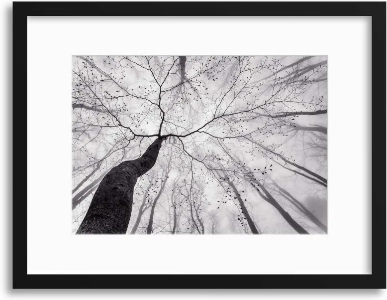 Imagine în cadru - A View of the Tree Crown by Tom Pavlasek 40x30 cm