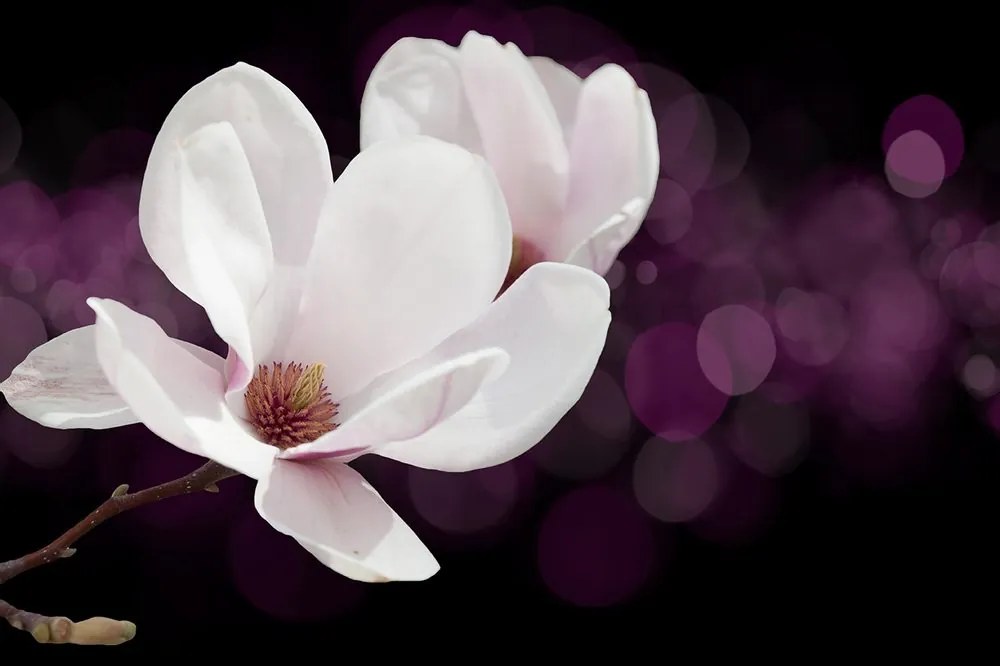 Tapet autoadeziv floare de magnolie pe fundalul abstract