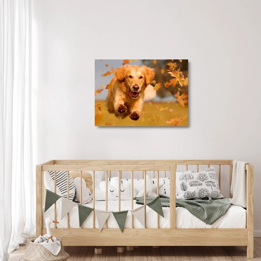 Tablou pe sticlă - Golden Retriever (70x50 cm)