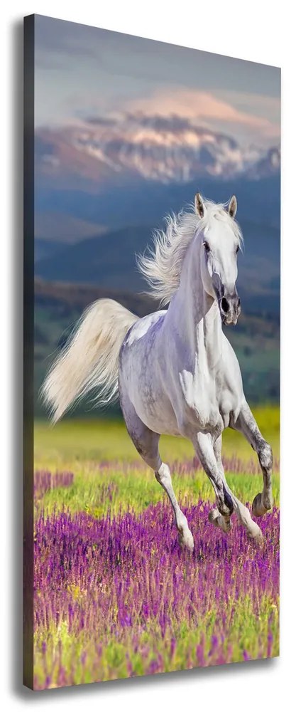 Tablou pe pânză Cal alb în galop