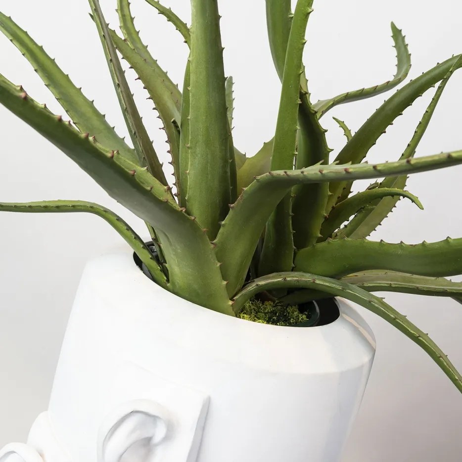 Aranjament floral mare OBICE DAVID EARS WITH ALOE