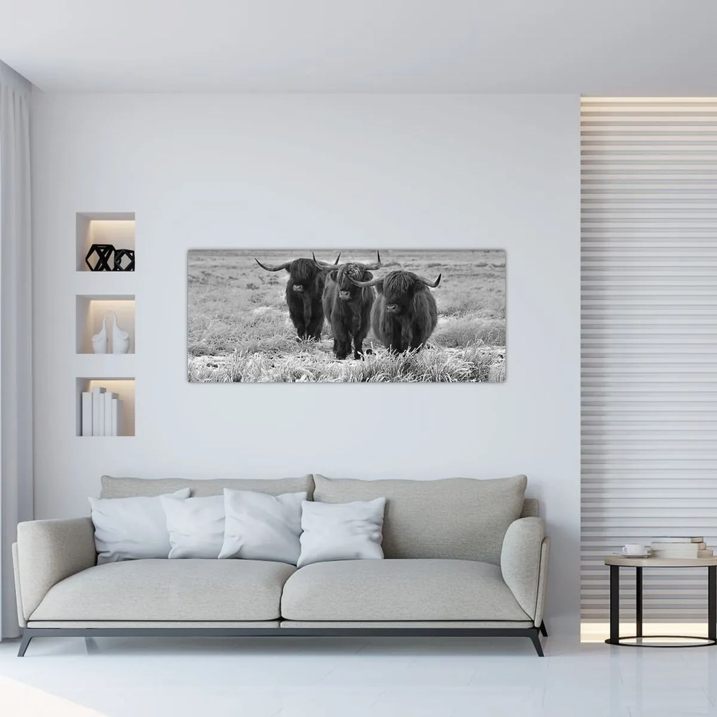 Tablou - Vaci scoțiene (120x50 cm)