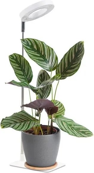 VERDI Lampă LED de creștere reglabilă pentru plante, 5W/5V, 1300K, albă