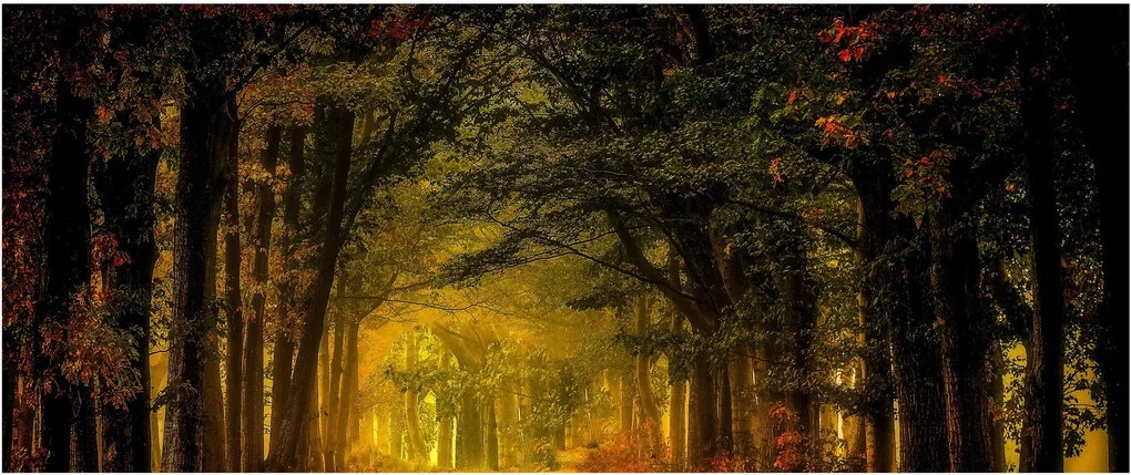Tablou cu pădure (120x50 cm)