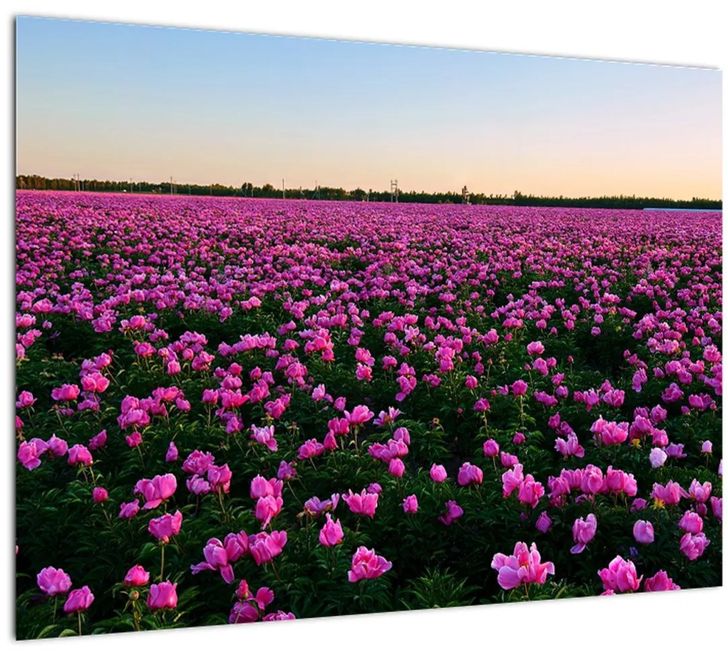 Tablou - Pajiștea cu lalele violet (70x50 cm)