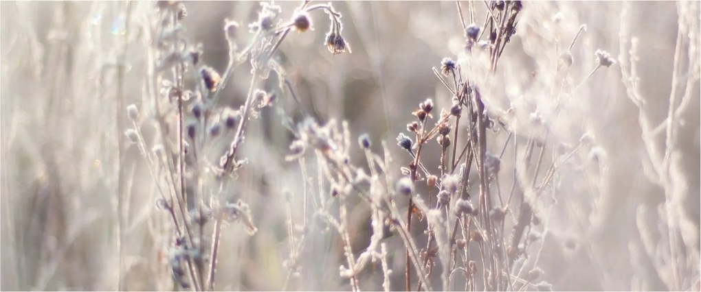 Tablou - Plante (120x50 cm)