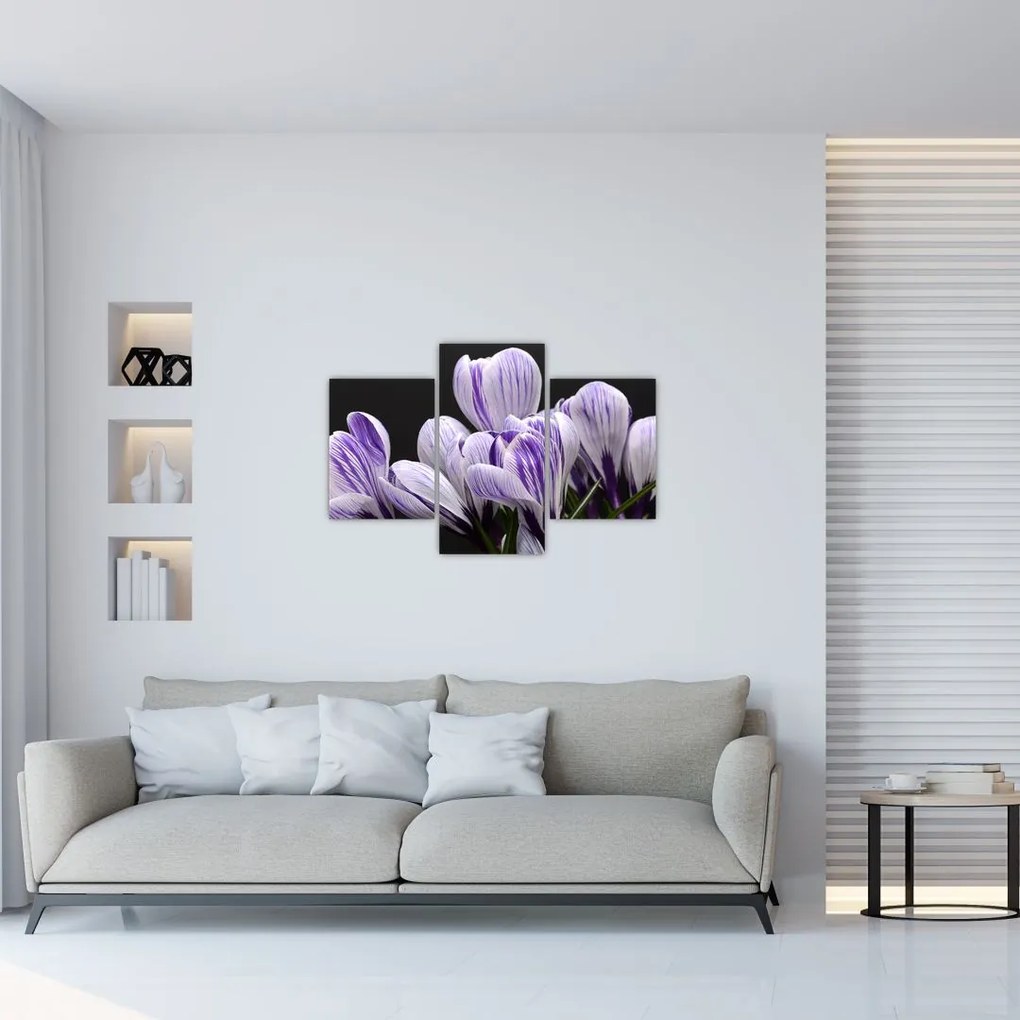 Tablou - Crocus violet (90x60 cm)