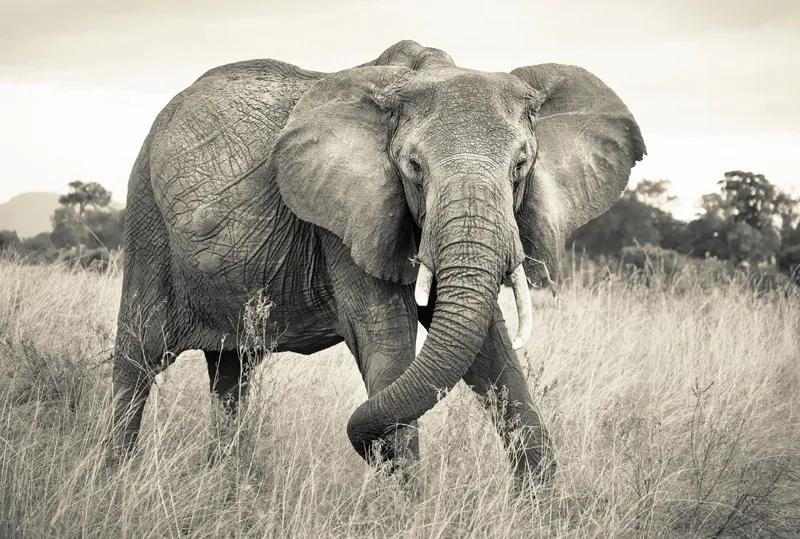Fototapet Elefant in savana