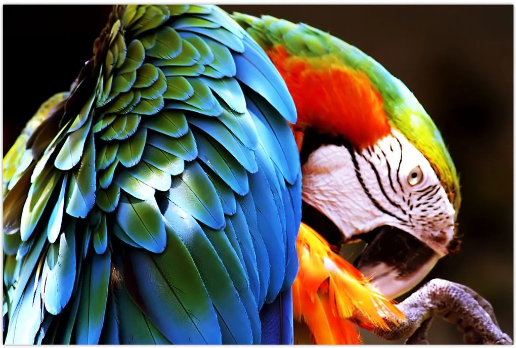 Tablou - Papagal (90x60 cm)