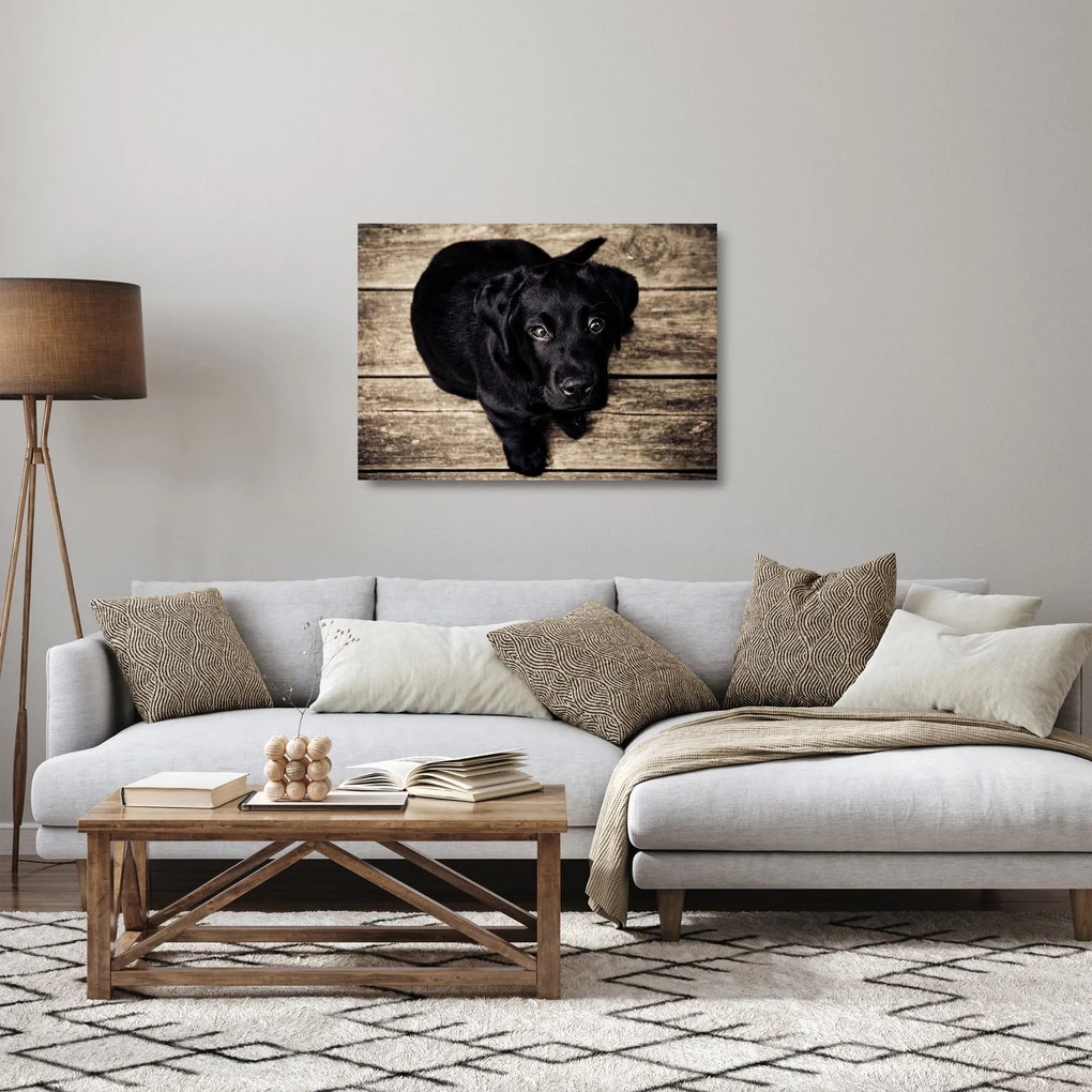 Tablou pe sticlă cu cățeluș negru (70x50 cm)