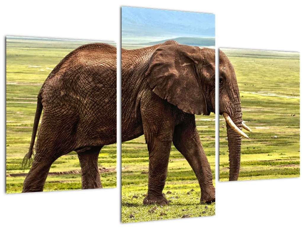 Tablou - Elefantul (90x60 cm)