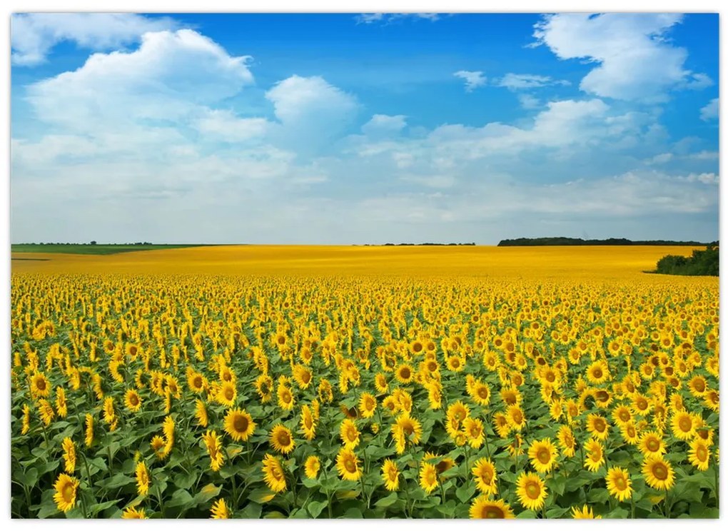 Tablou - câmp cu floarea soarelui (70x50 cm)
