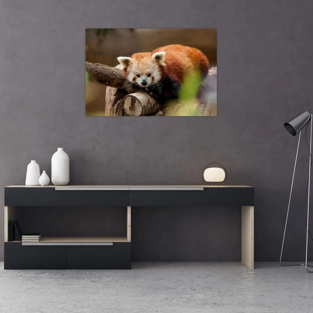 Tablou cu panda roșie (90x60 cm)