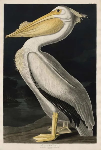 Reproducere American White Pelican, 1836, John James (after) Audubon