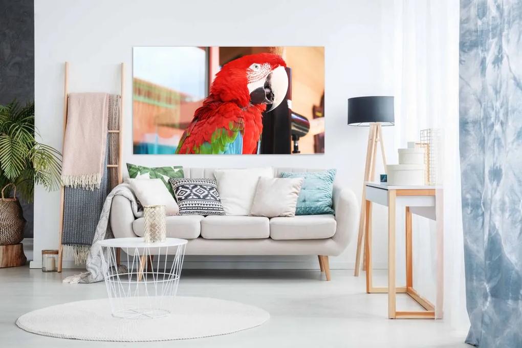 Tablou Canvas Papagal cel mai colorat - 40x30 cm