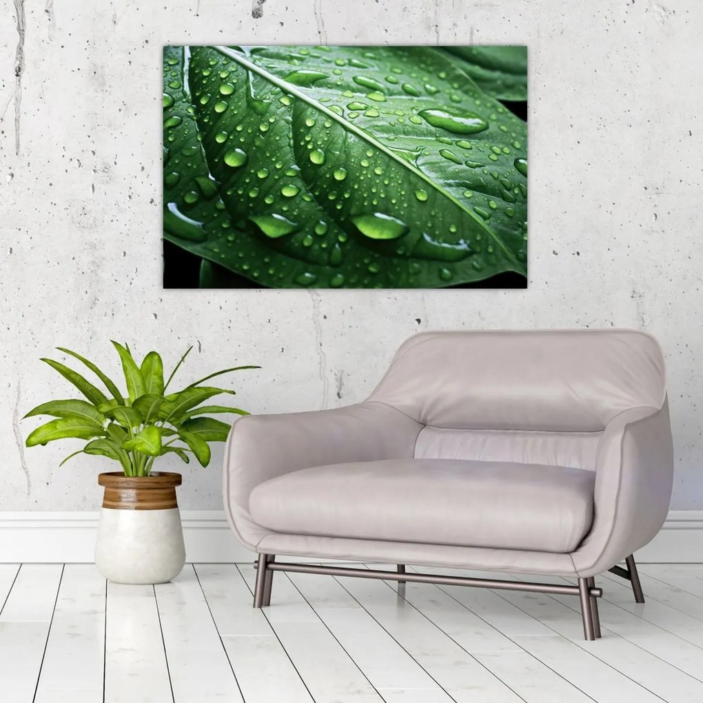 Tablou - Detaliu de frunze după ploaie (90x60 cm)