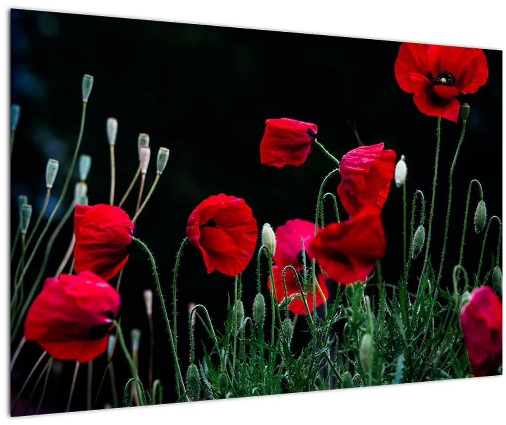 Tablou - Dansul macilor (90x60 cm)