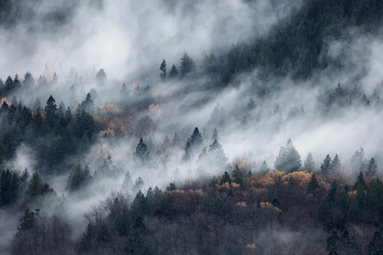 Fotografie A path of the fog, Tomomi Yamada