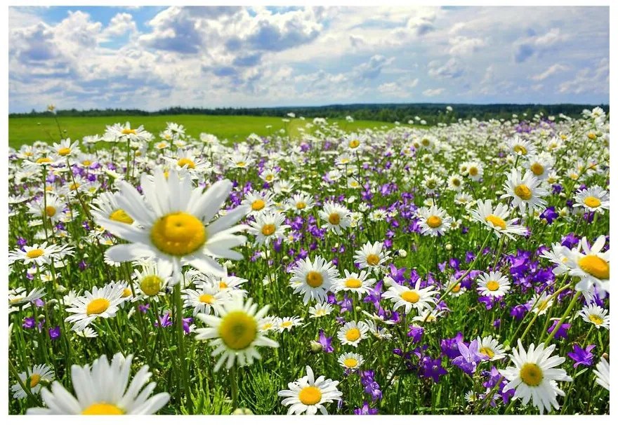 Fototapet Meadows și flori