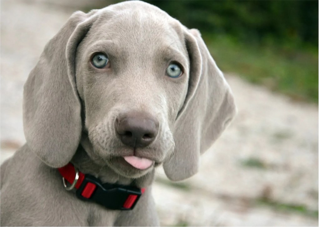 Tablou - cățeluș weimaraner (70x50 cm)