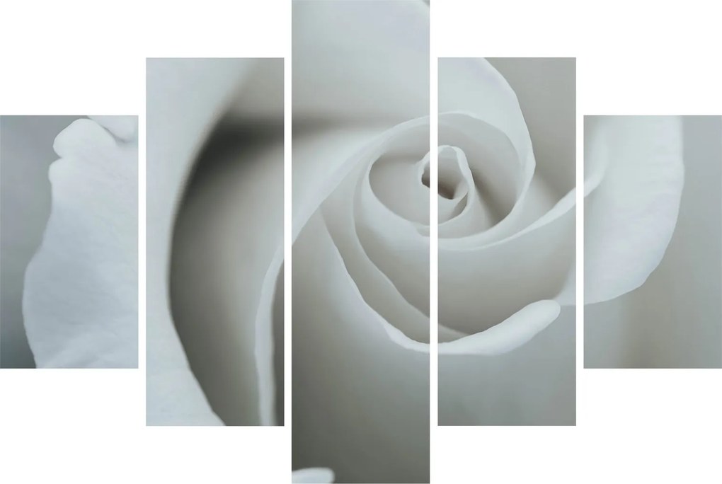 Tablou - Trandafirul alb (150x105 cm)