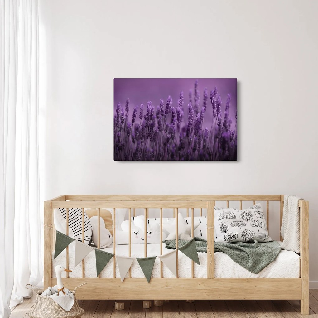 Tablou - Lavanda (90x60 cm)