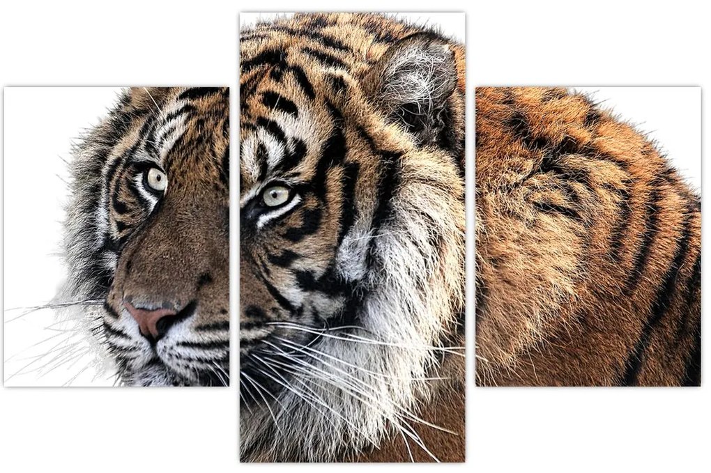 Tablou cu tigrul (90x60 cm)