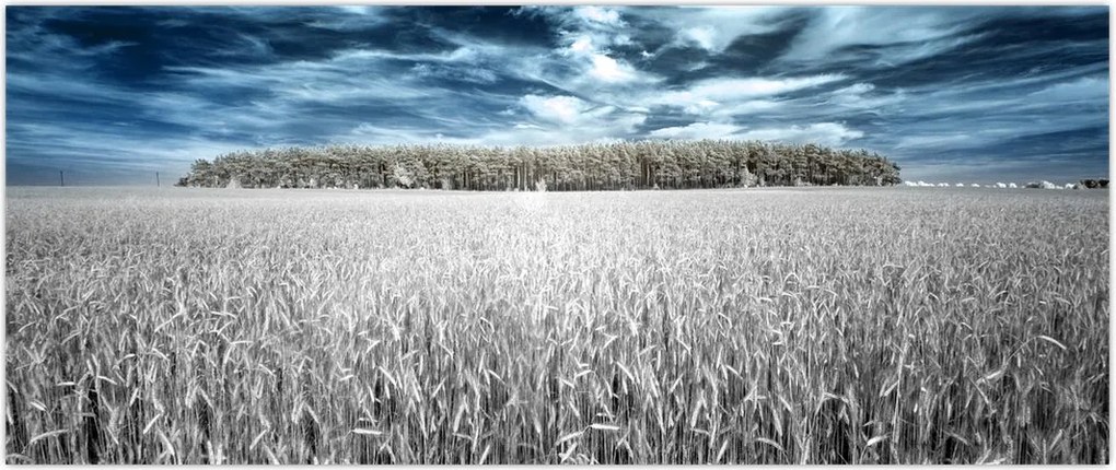 Tablou cu câmp (120x50 cm)