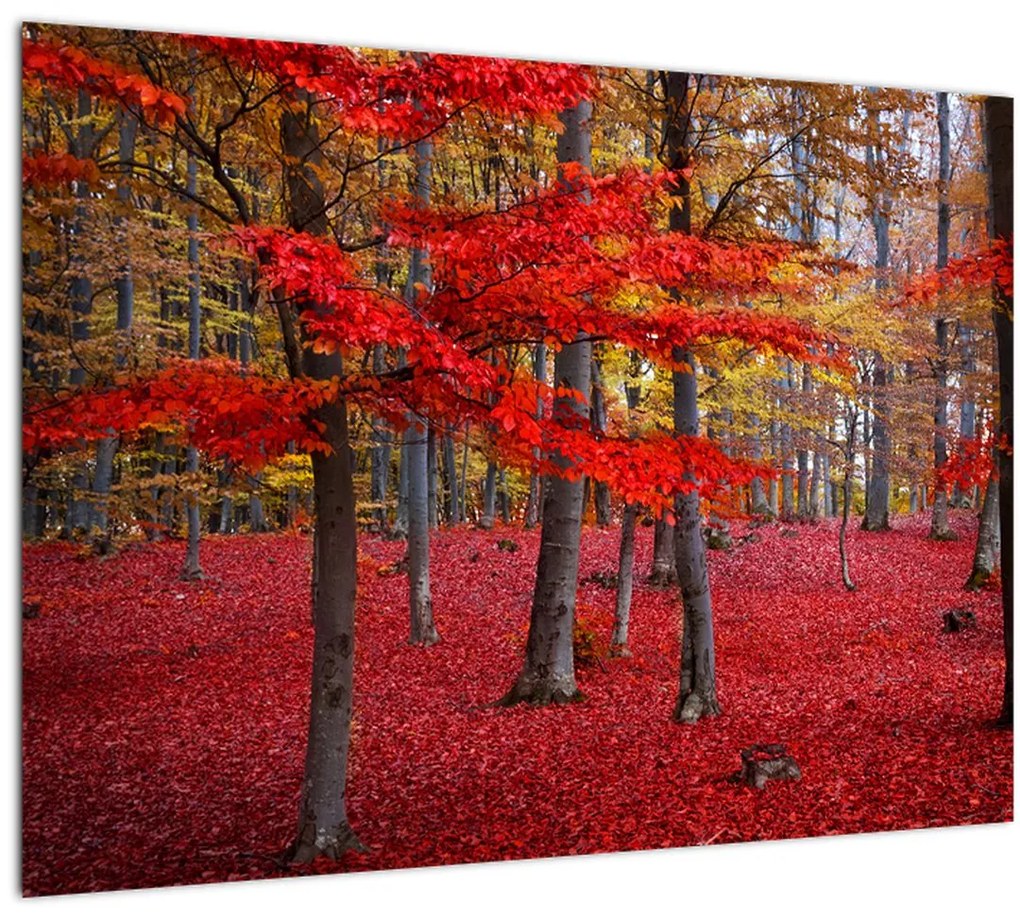 Tablou - Pădurea roșie (70x50 cm)