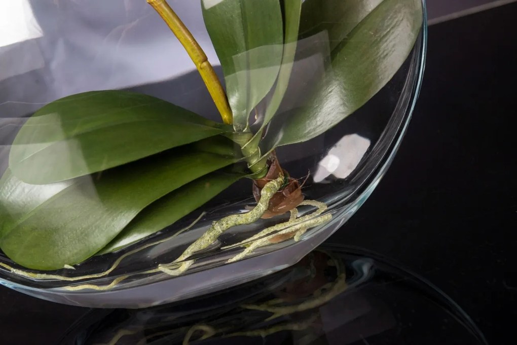 Aranjament floral mediu design LUX OVAL PHALAENO PLANT