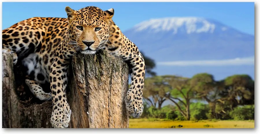 Fotografie imprimată pe sticlă Leopard pe un ciot de copac