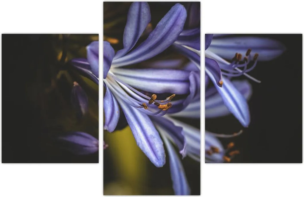 Tablou - Lila (90x60 cm)