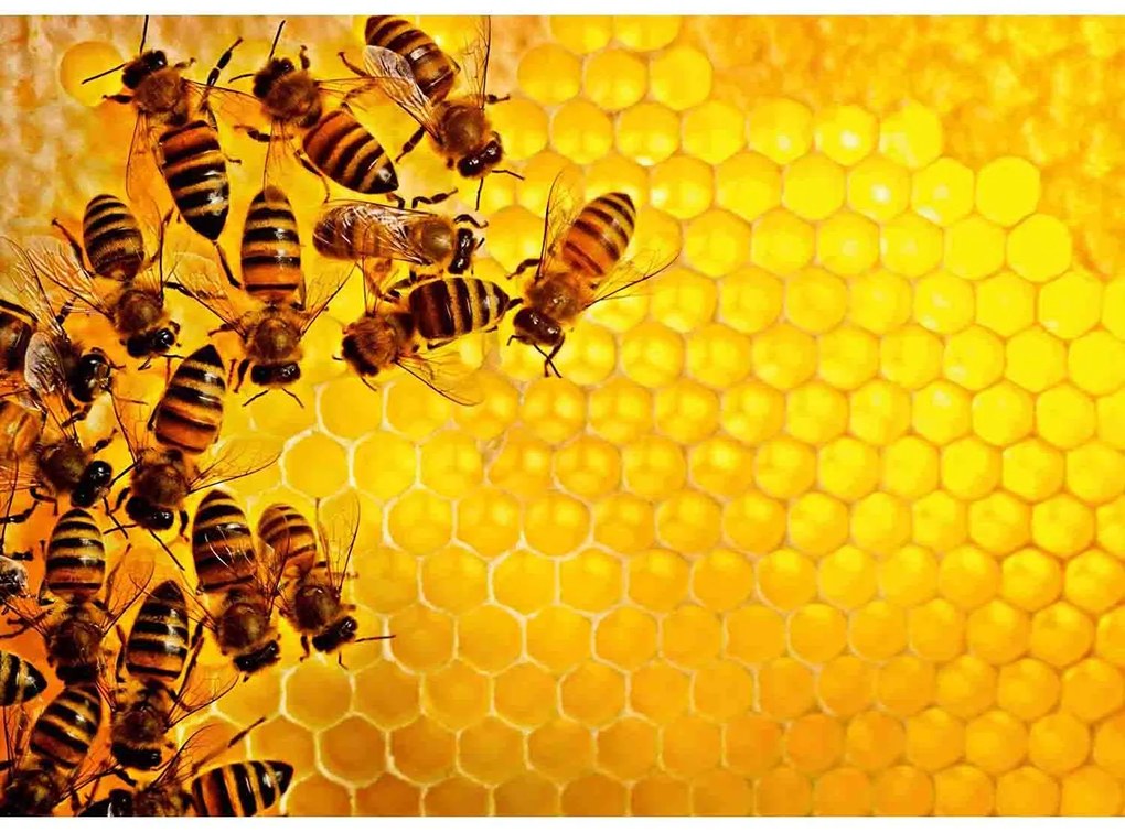 PUZZLE PROVOCARE ALBINE SI FAGURE, 1000 PIESE - RAVENSBURGER (RVSPA17362)