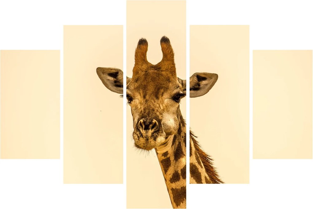 Tablou cu girafe (150x105 cm)