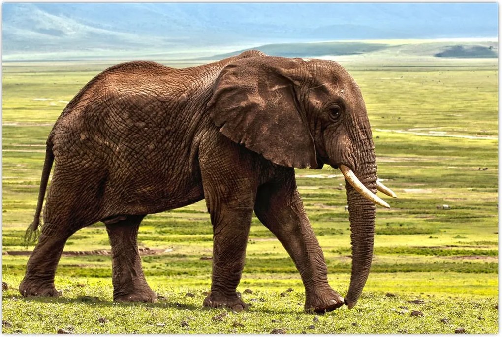 Tablou - Elefantul (90x60 cm)