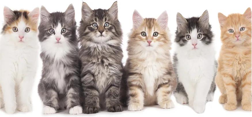 Tablou acrilic Șase pisici