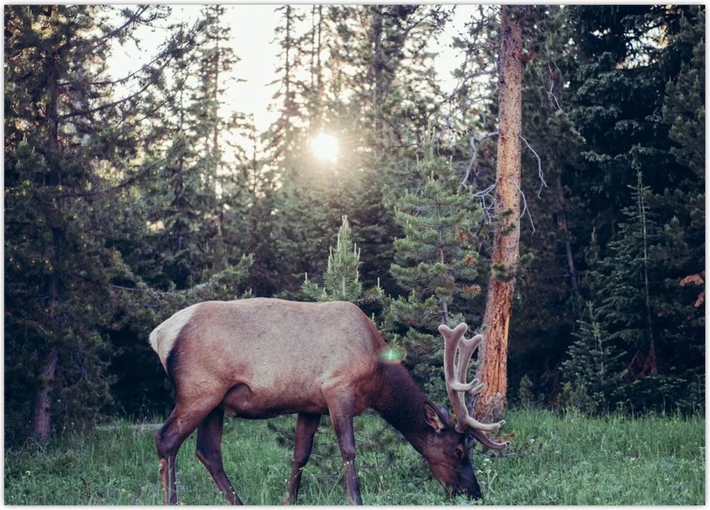 Tablou - Elan în poiană (70x50 cm)