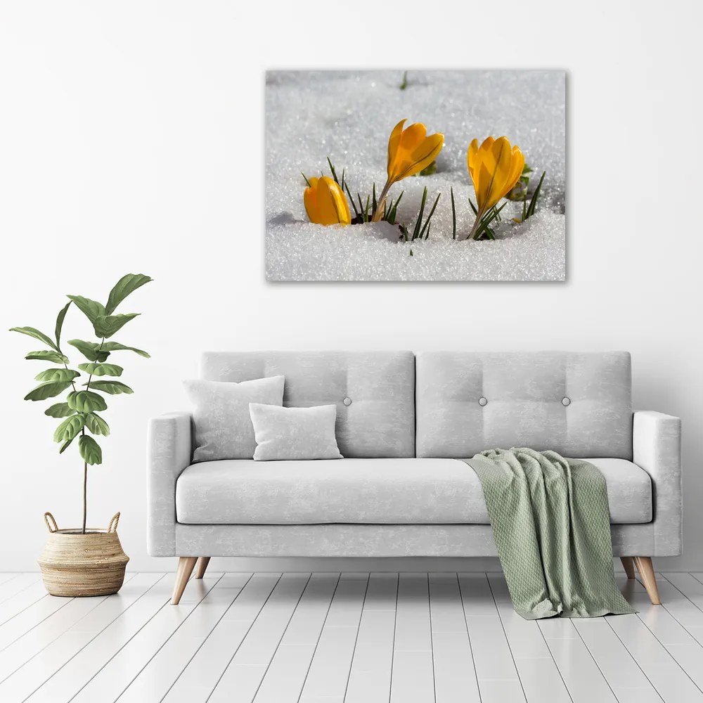 Tablou pe pânză canvas Crocus în zăpadă