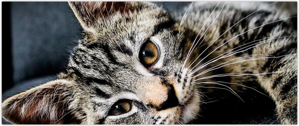 Tablou - Pisoi (120x50 cm)