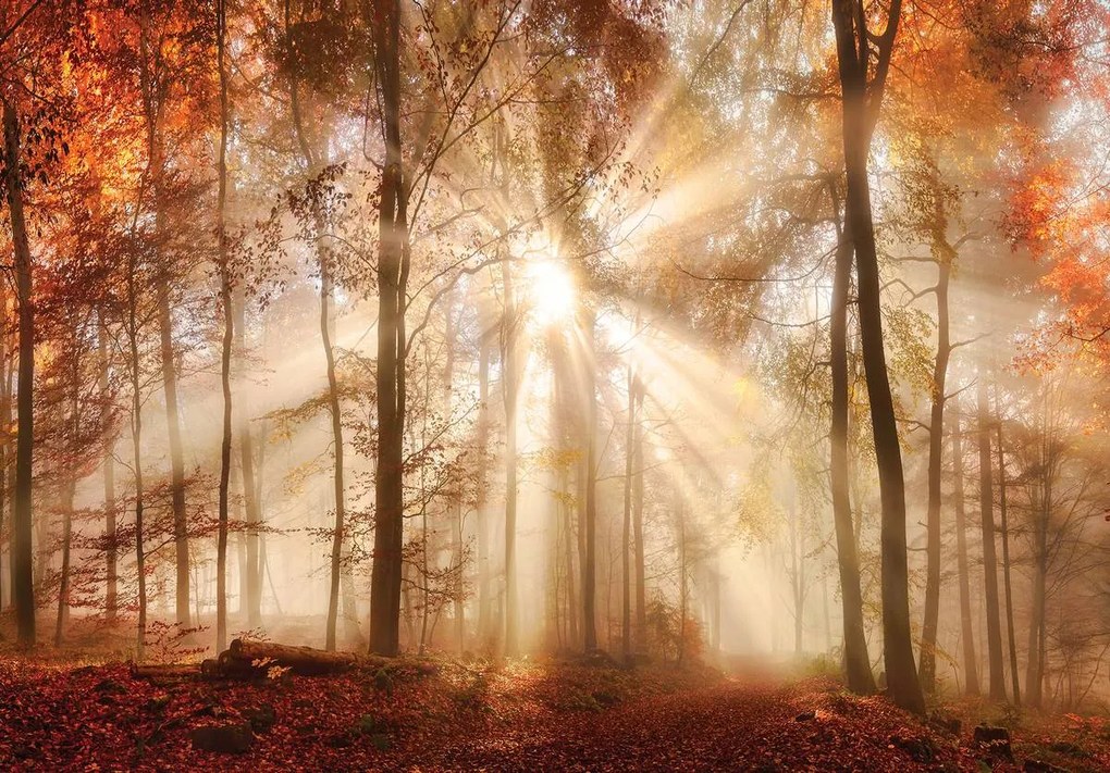 Fototapet - Pădurea de toamnă în lumina solară (152,5x104 cm)