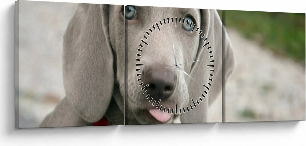 Tablou - cățeluș weimaraner (cu ceas) (90x30 cm)